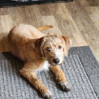 Dominion Veterinary Hospital ico