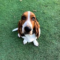 Hope Springs Veterinary at Great Bridge ico