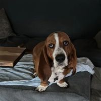 North Suffolk Animal Clinic ico
