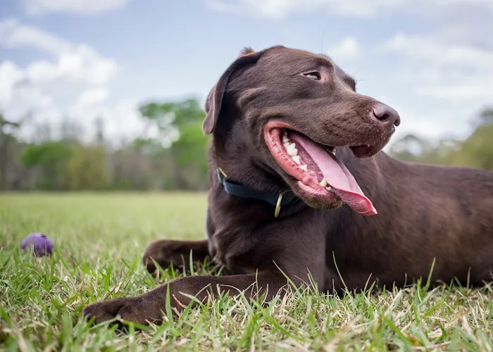 Green Dog Dental and Veterinary Center Picture 1