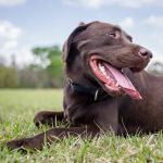 Green Dog Dental and Veterinary Center