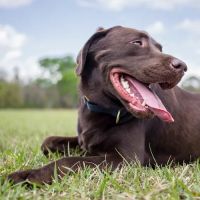 Green Dog Dental and Veterinary Center ico