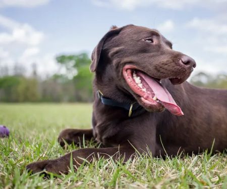 Green Dog Dental and Veterinary Center