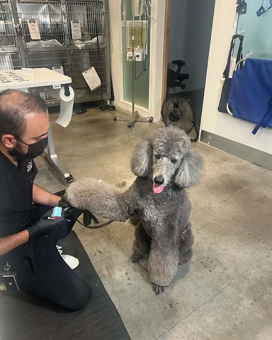 Green Dog Dental and Veterinary Center Picture 5