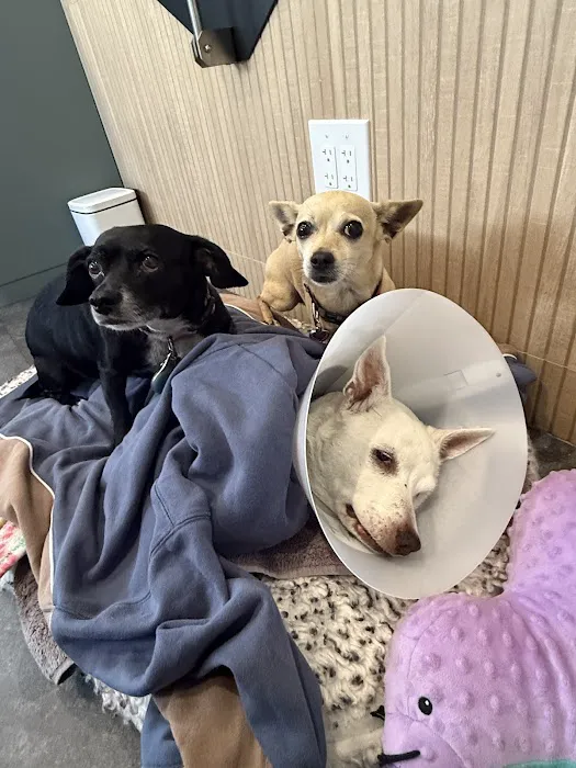 Sevilla Veterinary Hospital Picture 7
