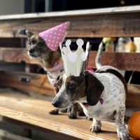 GreenTree Veterinary Service ico