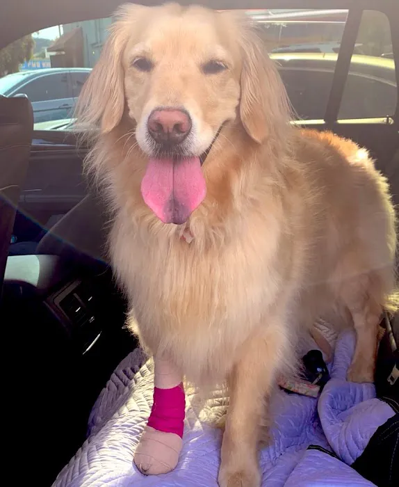Palms & Paws Veterinary Center Picture 2