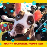 Low Cost Pet Vaccines Whitnall Off Leash Dog Park NORTH HOLLYWOOD/NO APPOINTMENT EVER NEEDED. ico
