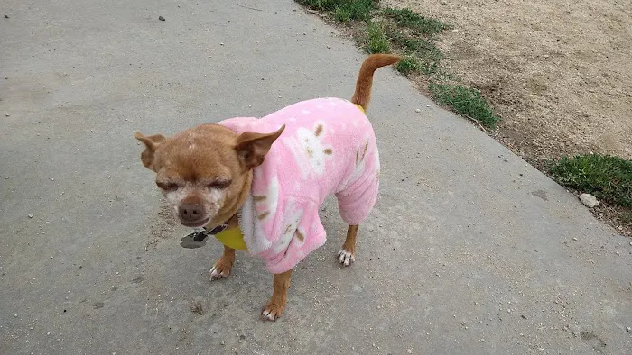 Low Cost Pet Vaccines Whitnall Off Leash Dog Park NORTH HOLLYWOOD/NO APPOINTMENT EVER NEEDED. Picture 7