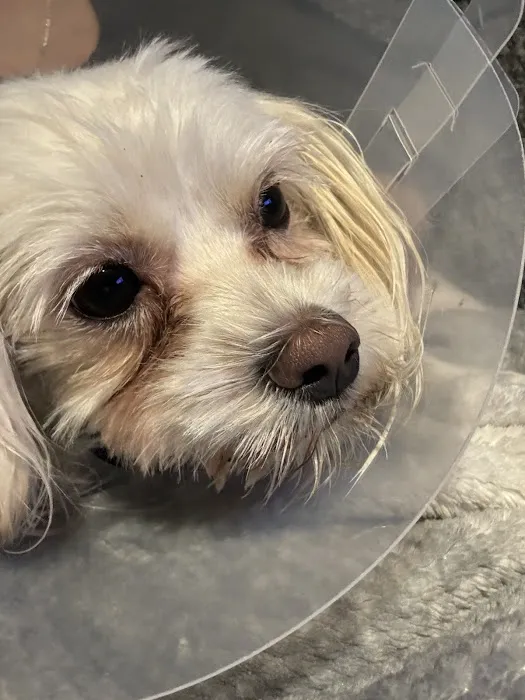 Affordable Animal Hospital NOHO Picture 4