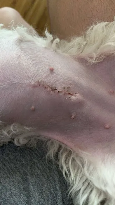 Affordable Animal Hospital NOHO Picture 9