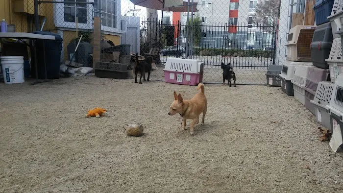 Kinder 4 Rescue Low Cost Pet Clinic Picture 5
