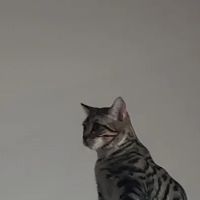 Berkley Pet Hospital ico