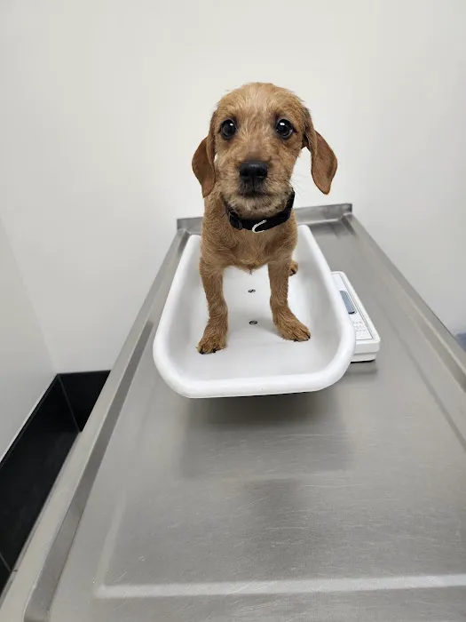 Berkley Pet Hospital Picture 5