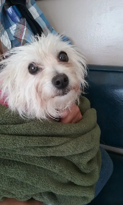 Blue Cross Pet Hospital Picture 9