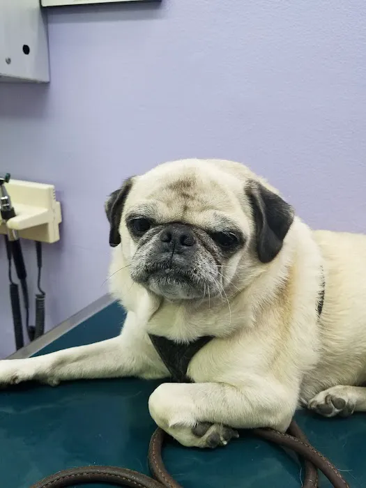 Blue Cross Pet Hospital Picture 7