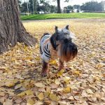 Studio City Animal Hospital: Singeetham Seema DVM