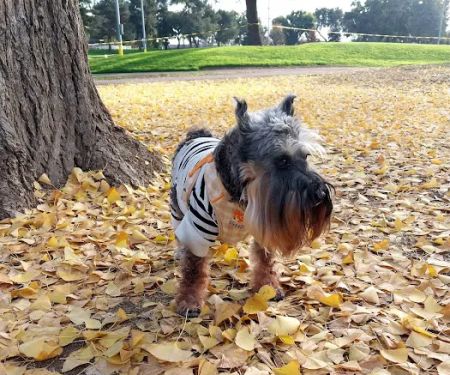 Studio City Animal Hospital: Singeetham Seema DVM