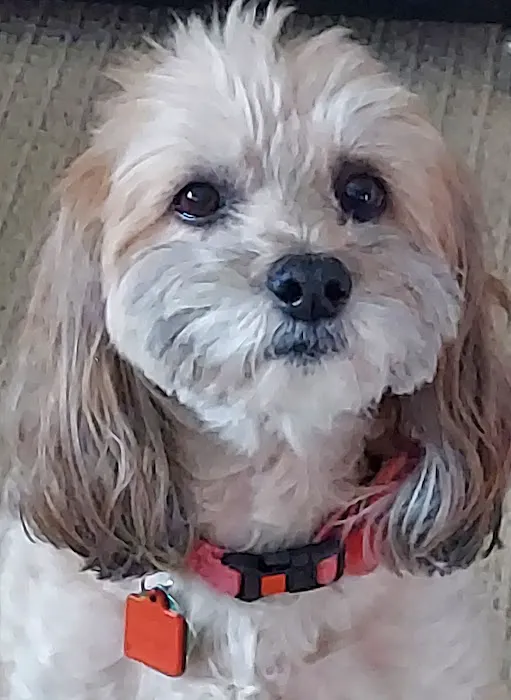Studio City Animal Hospital Picture 8