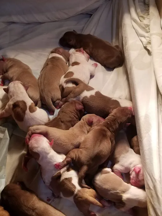 Colima Animal Hospital Picture 5