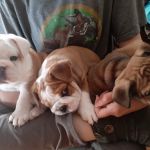 Colima Animal Hospital