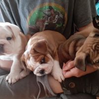 Colima Animal Hospital ico