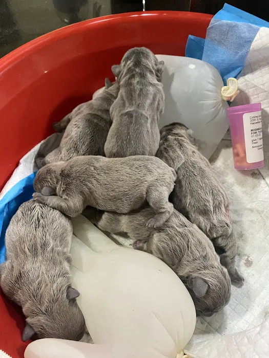 Colima Animal Hospital Picture 8