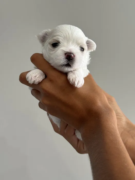 Colima Animal Hospital Picture 2