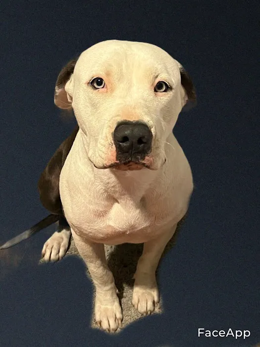 Duarte Azusa Animal Hospital Picture 6