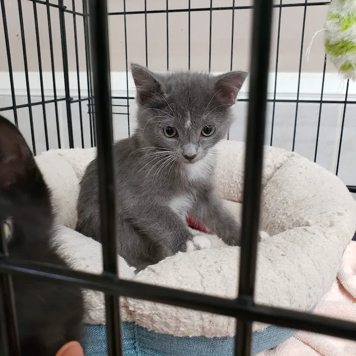 Duarte Azusa Animal Hospital Picture 10