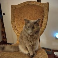 Adams Animal Hospital ico