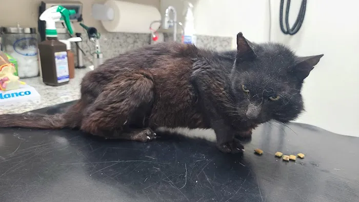Adams Animal Hospital Picture 4