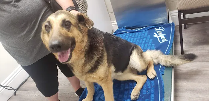 Adams Animal Hospital Picture 7