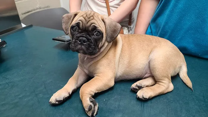 Adams Animal Hospital Picture 5