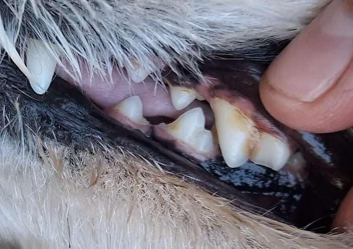 Adams Animal Hospital Picture 2