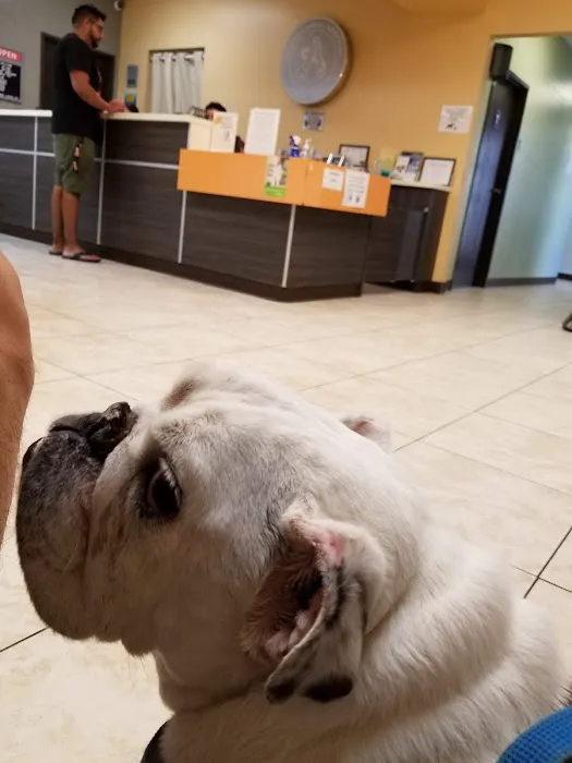 Azusa Animal Hospital Picture 10