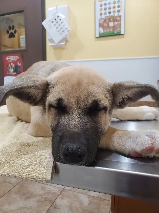 Country Club Animal Hospital Picture 2
