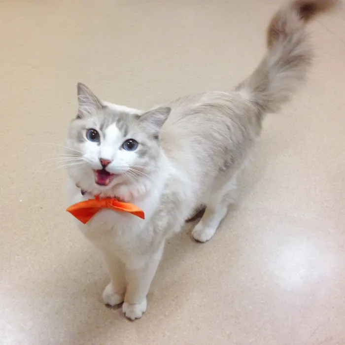 Country Club Animal Hospital Picture 8