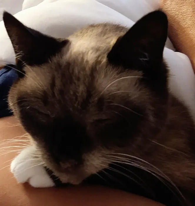 Banfield Pet Hospital Picture 1