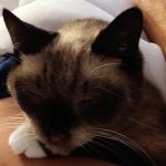 Banfield Pet Hospital