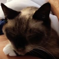 Banfield Pet Hospital ico