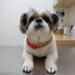 Arc Animal Hospital