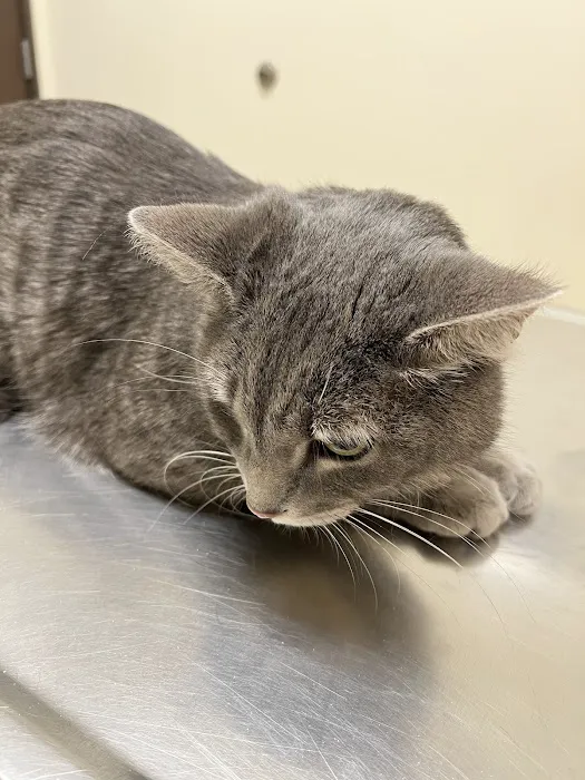 Arc Animal Hospital Picture 3