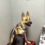 Peninsula Pet Hospital