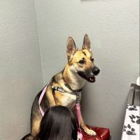 Peninsula Pet Hospital ico