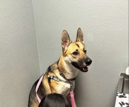 Peninsula Pet Hospital