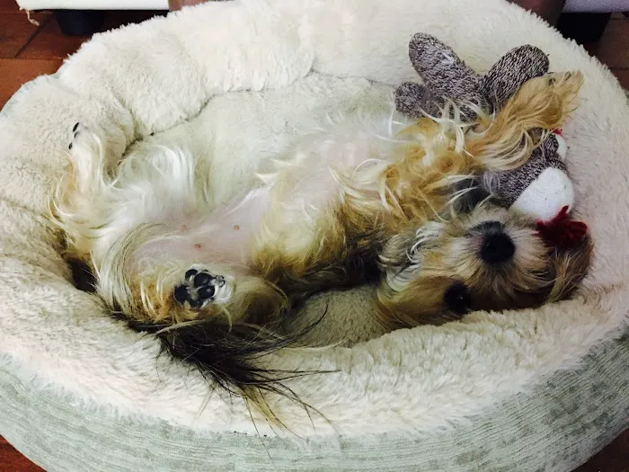 Peninsula Pet Hospital Picture 4