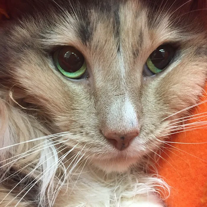 Hayward Animal Clinic Picture 10