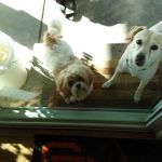 Noble Veterinary Clinic