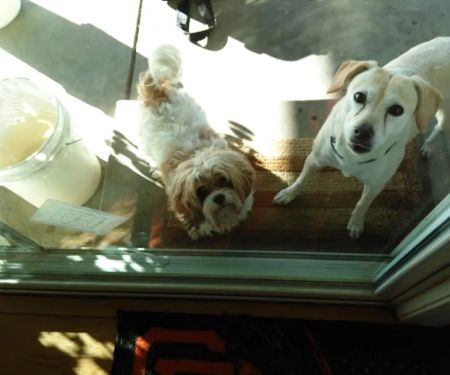 Noble Veterinary Clinic